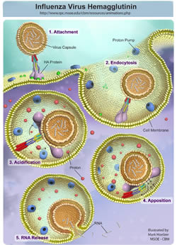 Schematic of Influenza Infection Process