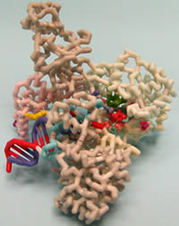 DNA Polymerase based on 3E0D.pdb