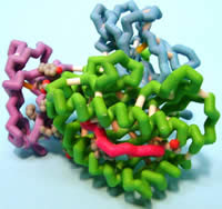Human cytomegalovirus U2 protein bound to HLA-A2; based on 1IM3.pdb