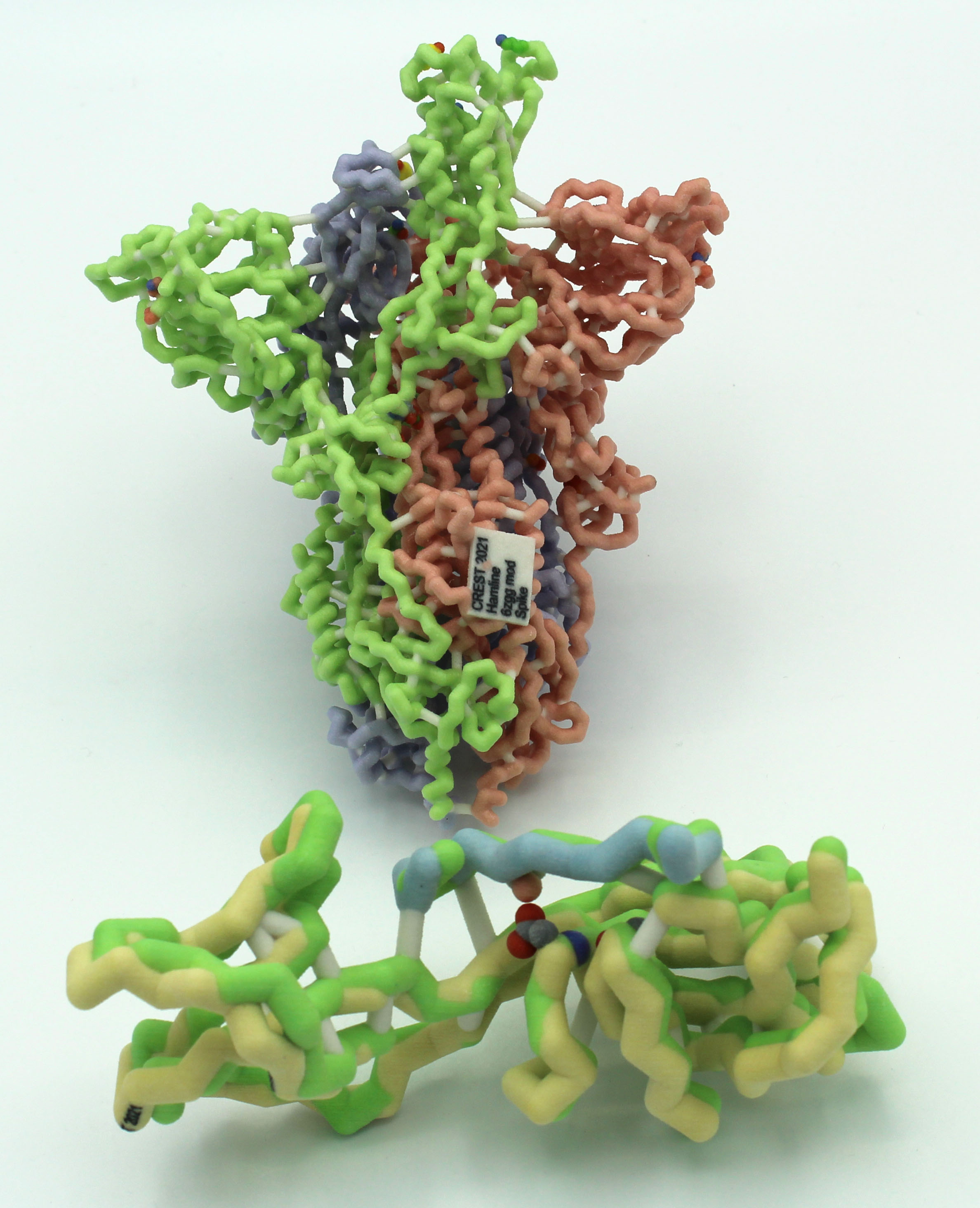 Physical model of SARS-CoV-2 spike protein (top) and overlay model of two forms of variants of teh spike protein (bottom)