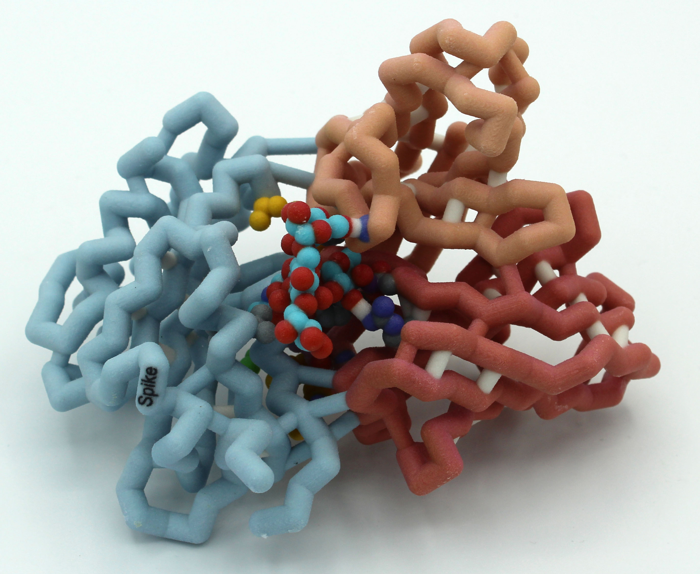 Physical model of portion of SARS-CoV-2 spike protein with bound monoclonal antibody S309