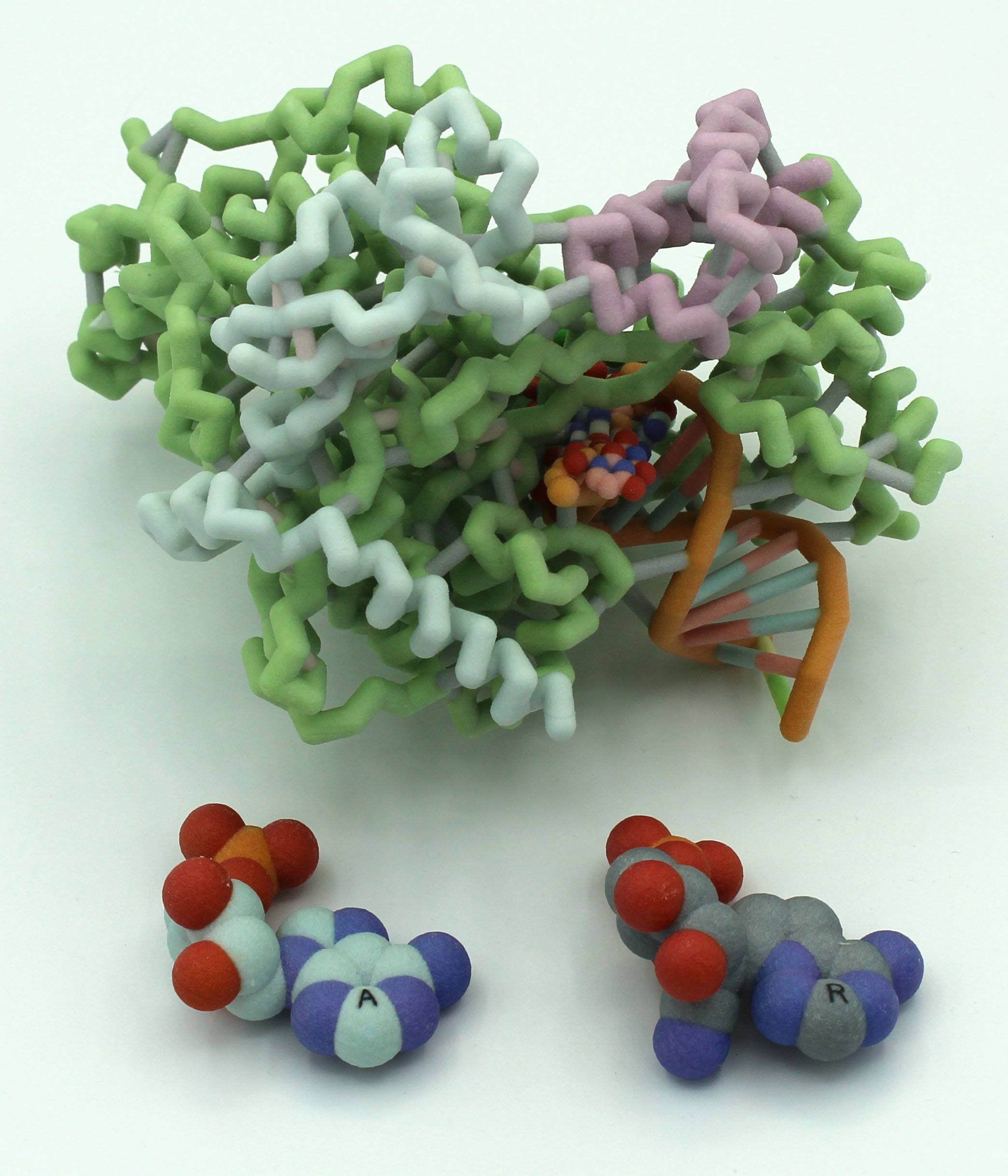 Physical models of (top) SARS-CoV-2 RNA-dependent RNA polymerase (RdRp) and (bottom, left to right) adenine and Remdesiv