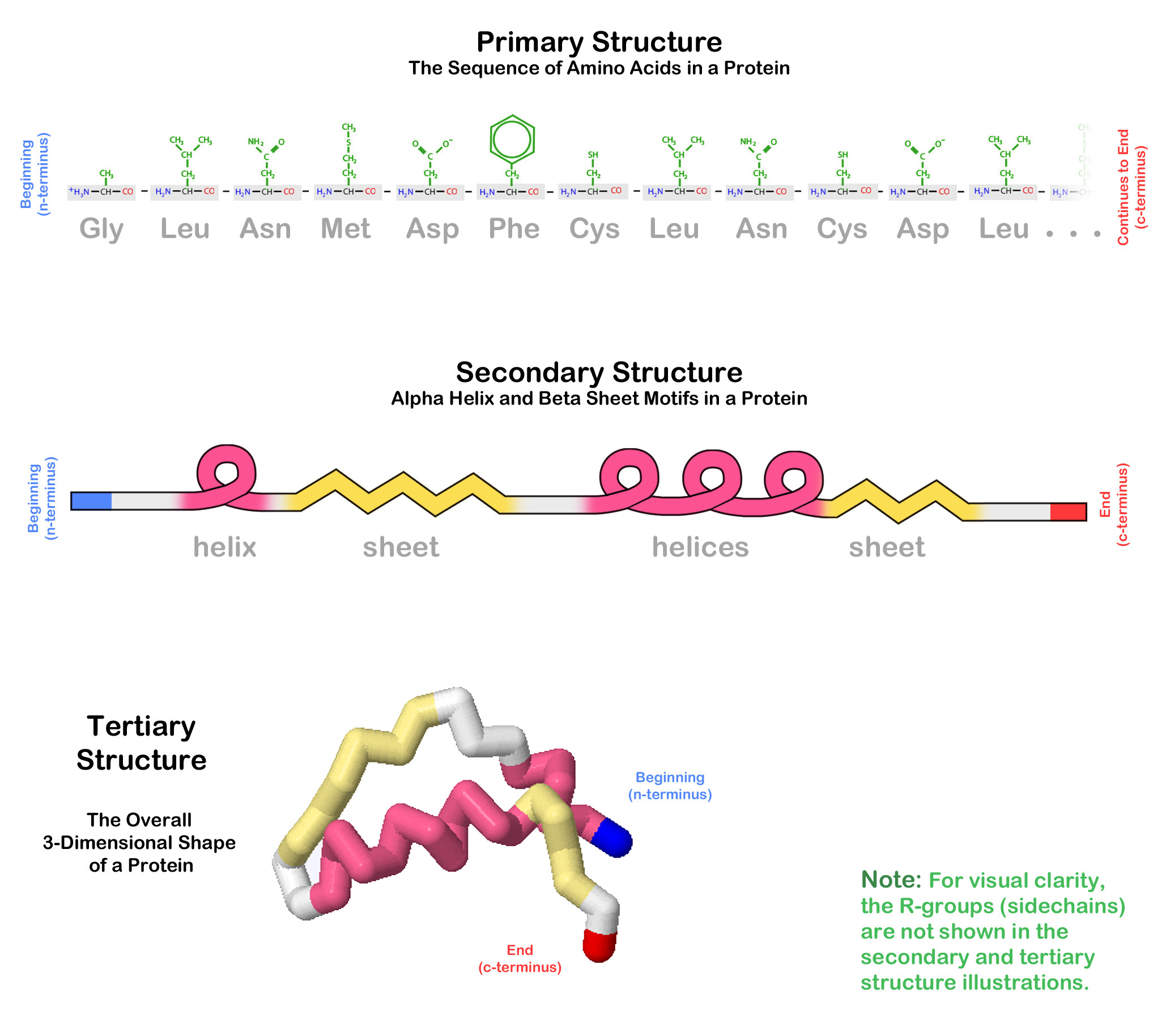 The three-dimensional structure of a protein.-helices are colored