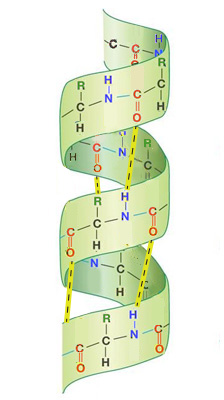 The three-dimensional structure of a protein.-helices are colored